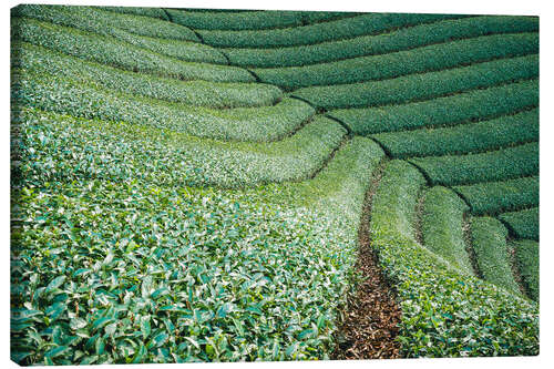 Canvas-taulu Tea field in Japan