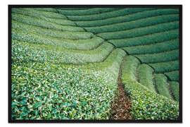 Gerahmter Kunstdruck Teefeld in Japan