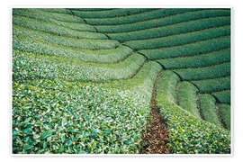 Poster Tea field in Japan
