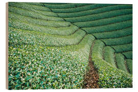 Trebilde Tea field in Japan