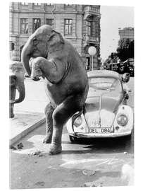 Acrylic print Elephant on vintage car, Cuba, 1950s