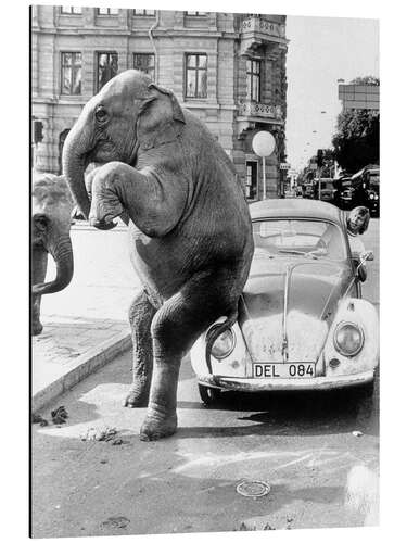 Obraz na aluminium Elephant on vintage car, Cuba, 1950s