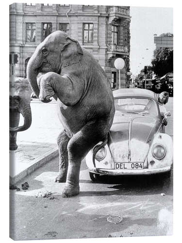 Obraz na płótnie Elephant on vintage car, Cuba, 1950s
