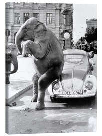 Leinwandbild Elefant auf Oldtimer, Kuba, 1950er