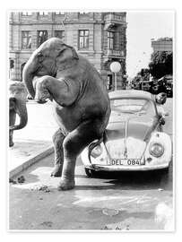 Wandbild Elefant auf Oldtimer, Kuba, 1950er