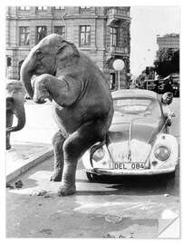 Wandsticker Elefant auf Oldtimer, Kuba, 1950er
