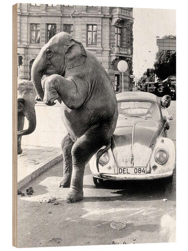 Puutaulu Elephant on vintage car, Cuba, 1950s