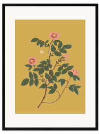 Gerahmter Kunstdruck Wildrose
