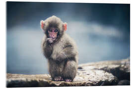 Quadro em acrílico Puppy Japanese Macaque - Chiara Salvadori