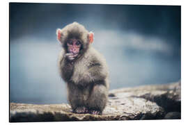 Alubild Japanischer Makaken-Welpe - Chiara Salvadori