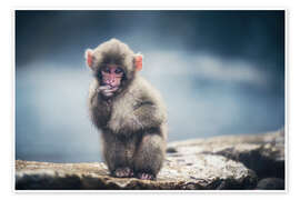 Plakat Puppy Japanese Macaque - Chiara Salvadori