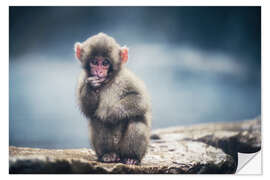 Wandsticker Japanischer Makaken-Welpe - Chiara Salvadori
