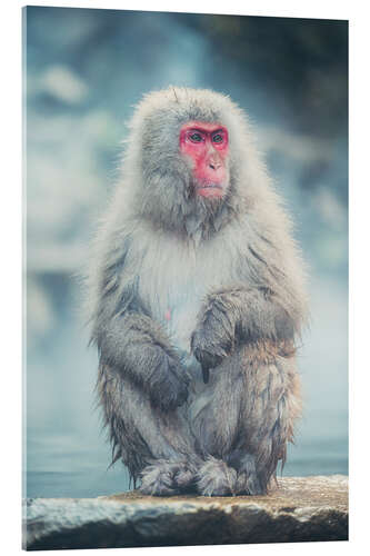 Obraz na szkle akrylowym Japanese Macaque