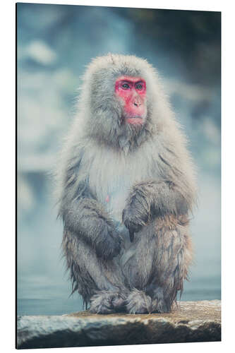Aluminium print Japanese Macaque