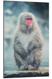 Aluminium print Japanese Macaque - Chiara Salvadori