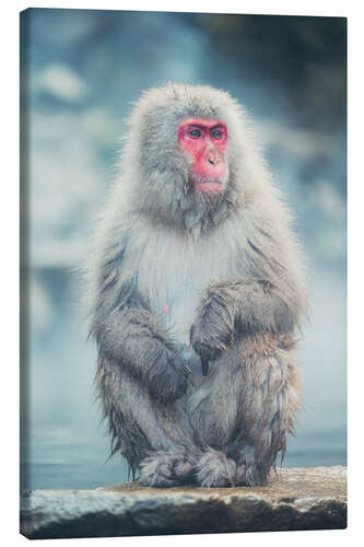 Canvas print Japanese Macaque