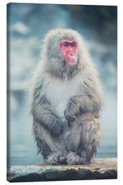 Lienzo Japanese Macaque - Chiara Salvadori