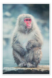 Plakat Japanese Macaque - Chiara Salvadori