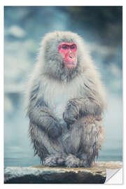 Vinilo para la pared Japanese Macaque - Chiara Salvadori
