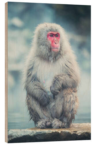 Obraz na drewnie Japanese Macaque