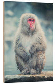 Obraz na drewnie Japanese Macaque - Chiara Salvadori
