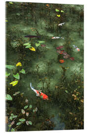 Acrylglasbild Teich mit Koi