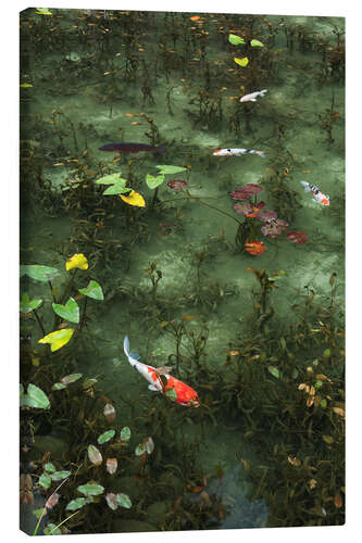Leinwandbild Teich mit Koi
