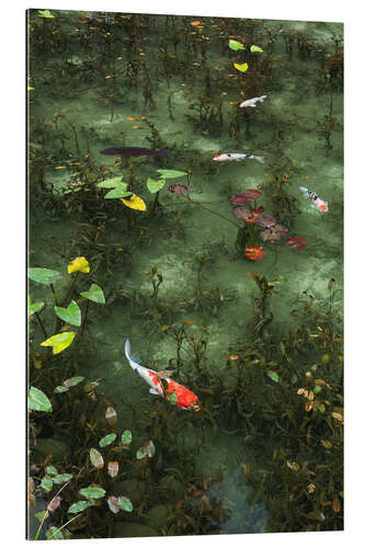 Gallery print Pond with koi