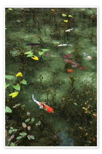 Plakat Pond with koi