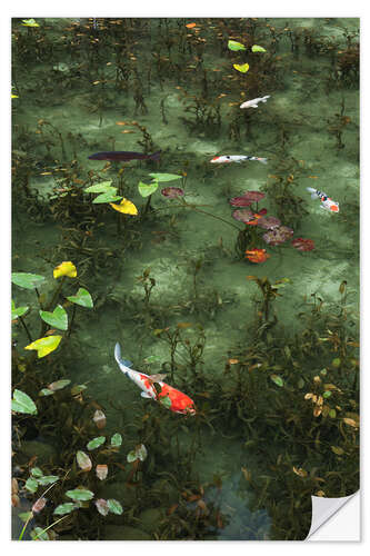 Sticker mural Pond with koi