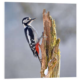 Acrylic print Buntspecker - GUGIGEI