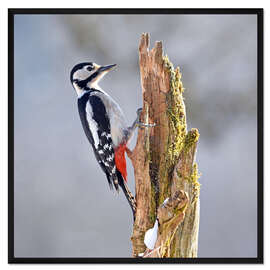 Gerahmter Kunstdruck Buntspecht
