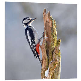 Hartschaumbild Buntspecht