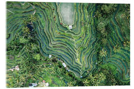 Quadro em acrílico Aerial view of rice fields in Bali - Matteo Colombo