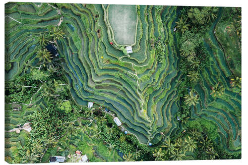 Tableau sur toile Aerial view of rice fields in Bali