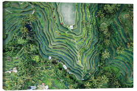 Tableau sur toile Aerial view of rice fields in Bali - Matteo Colombo