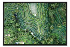 Gerahmter Kunstdruck Luftaufnahme der Reisfelder auf Bali