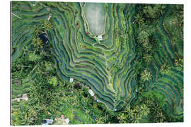 Gallery Print Luftaufnahme der Reisfelder auf Bali