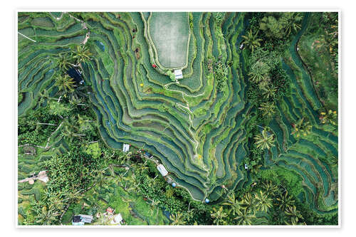 Poster Aerial view of rice fields in Bali