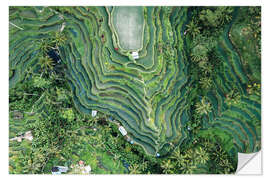 Wandsticker Luftaufnahme der Reisfelder auf Bali