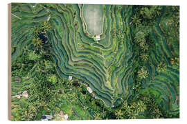 Quadro de madeira Aerial view of rice fields in Bali
