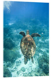 Akrylbillede Green turtle swimming in the sea - Matteo Colombo