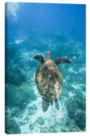 Canvas print Green turtle swimming in the sea - Matteo Colombo