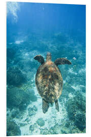 Hartschaumbild Grüne Schildkröte schwimmt im Meer