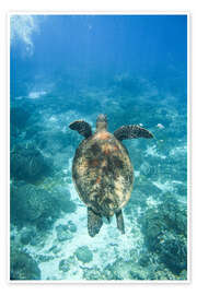 Poster Green turtle swimming in the sea - Matteo Colombo