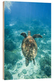 Wood print Green turtle swimming in the sea - Matteo Colombo