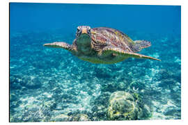 Cuadro de aluminio Sea turtle in the ocean
