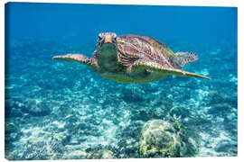 Canvas print Sea turtle in the ocean