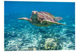 Quadro em PVC Sea turtle in the ocean