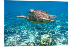 Gallery Print Meeresschildkröte im Ozean